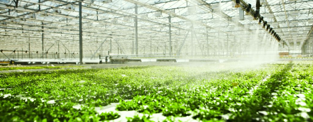 Greenhouse,Watering,System,In,Action Greenhouse,Watering,System,In,Action